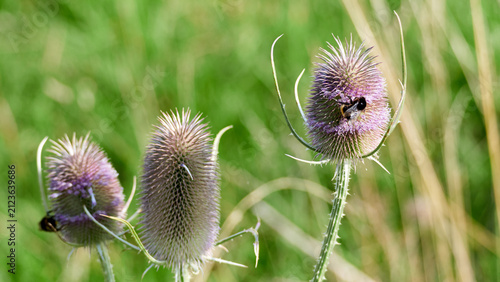 A bee resting on a flowering teasel head surrounded by spiky wild plants under warm natural sunlight outdoors.
