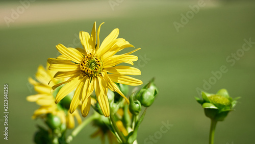 Yellow blossom blooming in soft sunlight with unopened buds on a smooth blurred green background.