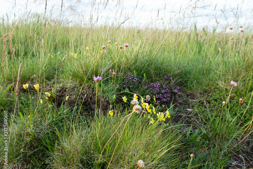 Naturblumenwiese