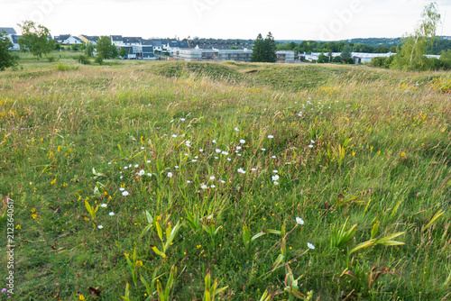 Naturblumenwiese