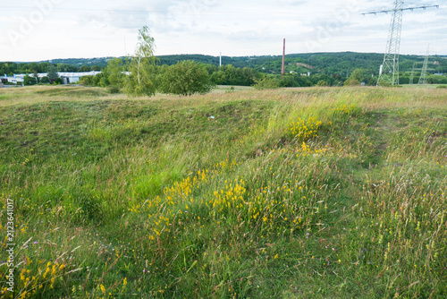 Naturblumenwiese