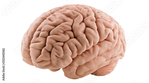 Konstfotografi Human brain with detailed gyri and sulci, isolated on transparent background