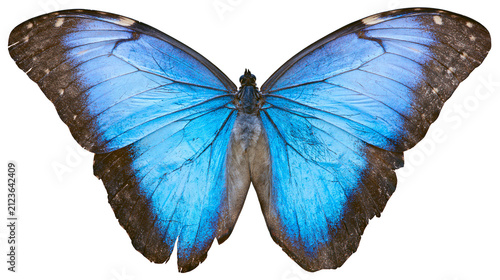 Foto Vibrant blue morpho butterfly with dark brown edges, isolated on transparent bac