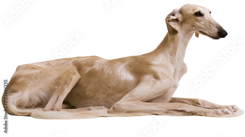 Foto Elegant light brown Saluki dog resting, isolated on transparent background