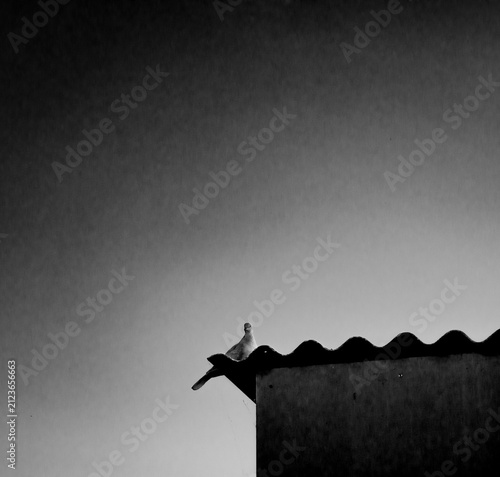 Canvas Print birds on the roof