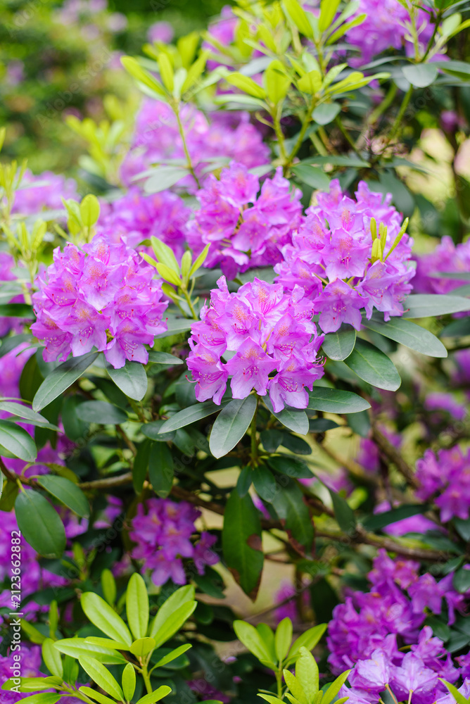 Obraz premium Majestic Flowering Branch of Purple Catawba Rhododendron Shrub