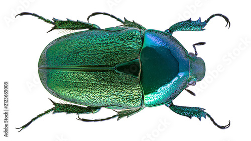 Obraz na plátně Iridescent green beetle with textured carapace, isolated on transparent backgrou