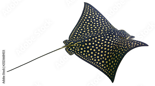Obraz na plátně Spotted eagle ray with black skin and yellow spots, isolated on transparent back