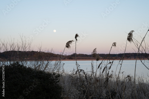 Принти на полотні City skyline across a lake at dusk with a bare tree silhouette in Japan
