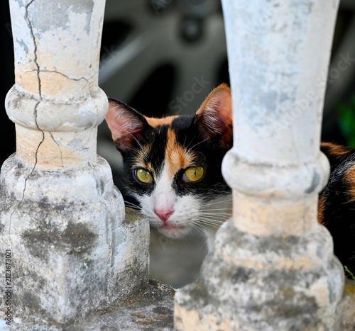 Bild auf Leinwand A cute calico cat with striking green eyes peeking and looking intently from behind weathered, classic stone balusters of an old architectural railing