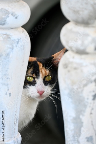 Fotografie A cute calico cat with striking green eyes peeking and looking intently from behind weathered, classic stone balusters of an old architectural railing