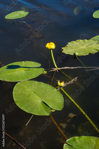 Canvas Print Vertical view of a yellow water-lily bud on a long green stem emerging from dark water among floating leaves