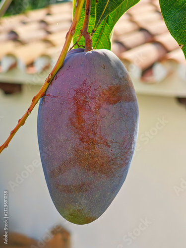 Mangos ya maduros colgando del arbol