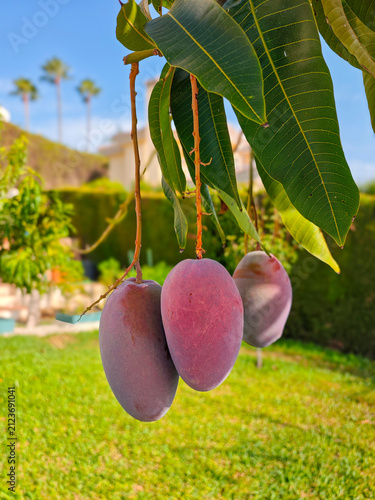 Mangos ya maduros colgando del arbol