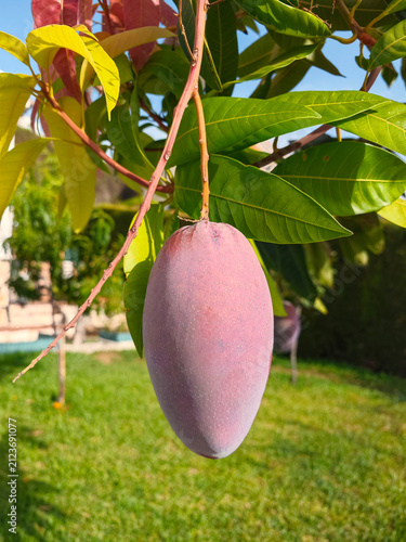 Mangos ya maduros colgando del arbol