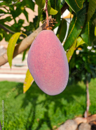 Mangos ya maduros colgando del arbol