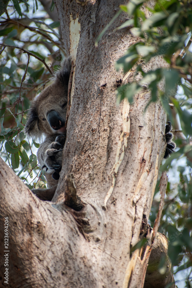 Obraz premium Koalas are iconic Australian marsupials known for their tree-dwelling, leaf-eating lifestyles. They spend up to 18 hours a day sleeping and can eat up to 1 kg of eucalyptus leaves daily.