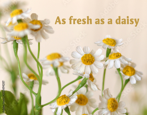 daisies on a white background