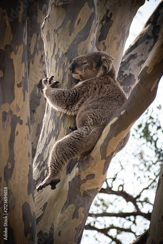 Photography Koalas are iconic Australian marsupials known for their tree-dwelling, leaf-eating lifestyles