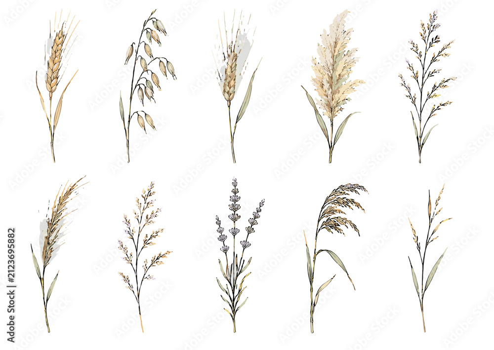 Obraz premium Set of watercolor cereal and wild grass botanical illustrations