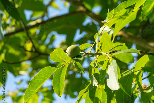 A single green walnut ripens among sunlit leaves on a common walnut tree branch. Bright blue sky peeks through the dense canopy surrounding the developing fruit.