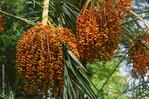 Clusters of Orange Royal Palm Tree Fruit