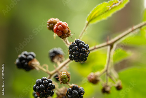 Cluster of ripe black wild blackberries ripening on a thorny bramble bush stem in a sunny forest, close up