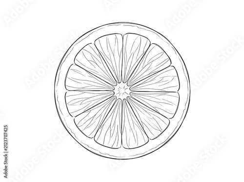 Hand drawn orange slice illustration. Black and white citrus fruit sketch isolated on white.