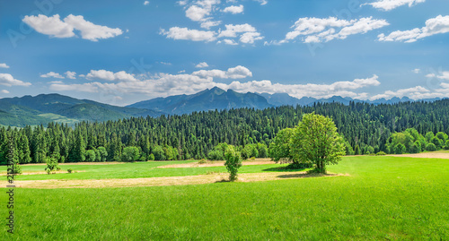 landscape with trees
