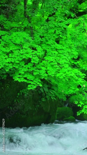 奥入瀬渓流