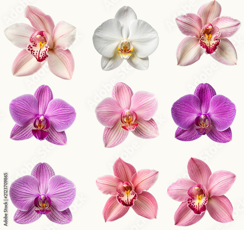 set of pink  orchid flowers
