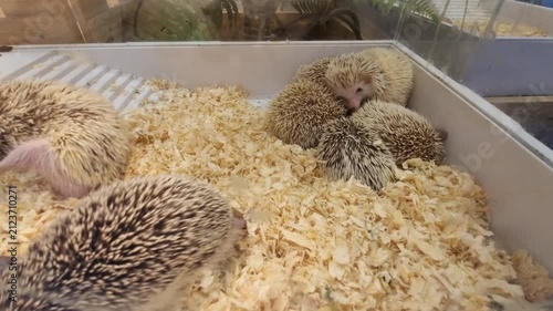 A group of adorable baby hedgehogs huddling together in a clean enclosure with wood shavings at a pet store or breeder facility. Close up view of prickly small exotic pets in a white plastic tray.