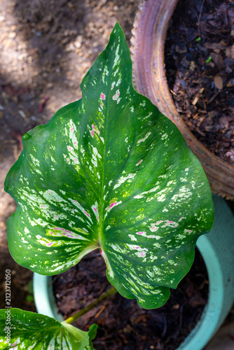 Fotografie Variegated green Caladium leaf with white and pink speckles in a pot