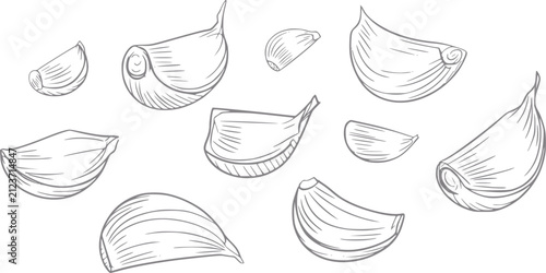 Konstfotografi Dibujo a mano de varios dientes de ajo dispuestos sobre un fondo blanco liso par