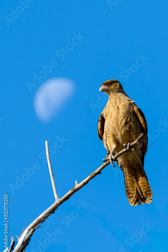 Bild auf Leinwand Chimango caracara (Milvago chimango) perched on branch with moon background