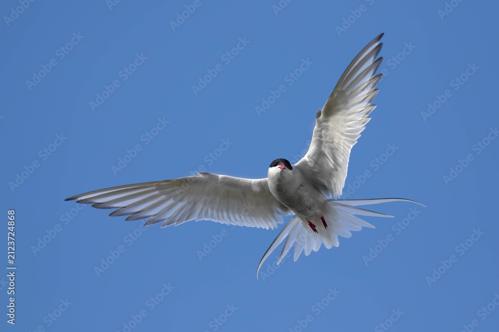 Obraz premium Close Up of Arctic Tern in Mid Air Gliding Towards Camera
