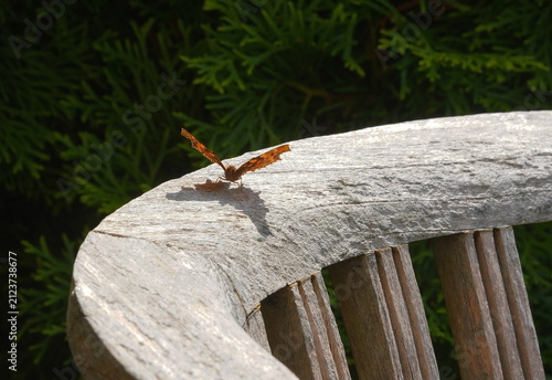 Canvas Print a comma butterfly is basking on a garden chair