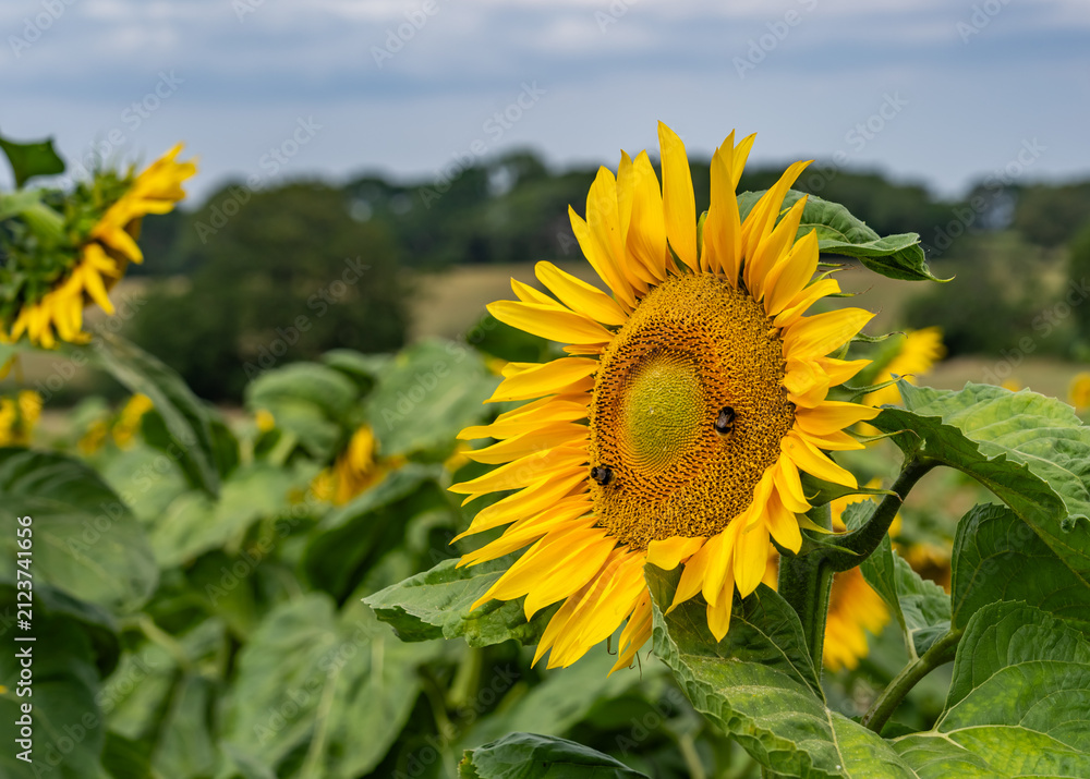 Fototapeta premium A field of wildfowers and sunflowers