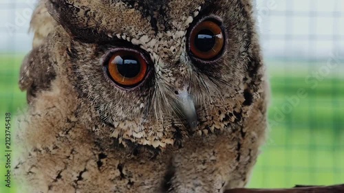Owls' eyes are not spherical and cannot move. To see their surroundings, they rotate their heads up to 270 degrees. They also have three eyelids for various functions and excellent night vision.