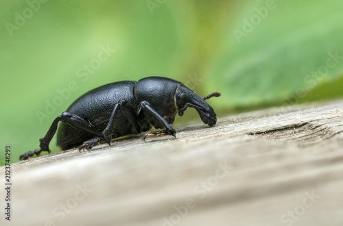 Carrot weevil, curculionidae, chervil weevils, liparus coronatus, weevils, beetles, coleoptera, insects, beetles