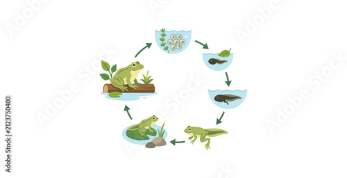 Frog Life Cycle Infographic Vector
