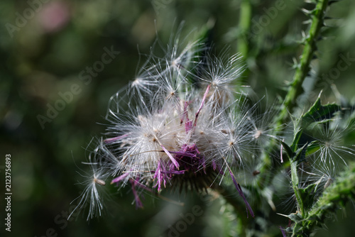 Foto Delicate Thistle Seeds Scattering