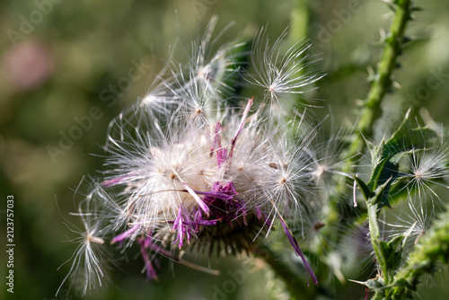 Cuadro en lienzo Delicate Thistle Seeds Taking Flight