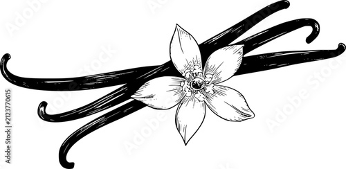 Obraz na płótnie 後ろに3つの乾燥したバニラビーンズの鞘があるバニラの花の詳細な白黒線画