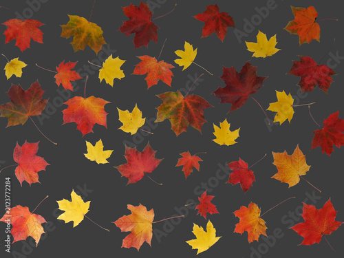 Colorful autumn maple leaves on dark background, seasonal fall foliage flat lay
