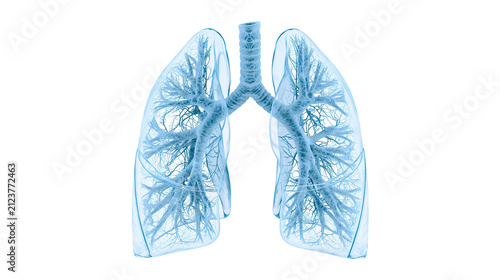 Fotografía Transparent blue human lungs with branching bronchi and alveoli, isolated on tra