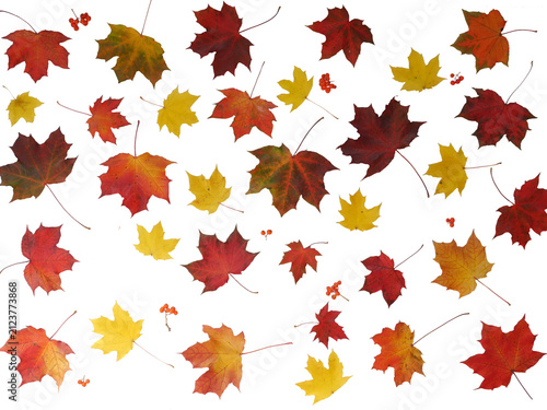 Seamless maple leaf pattern isolated on transparent background, autumn foliage PNG