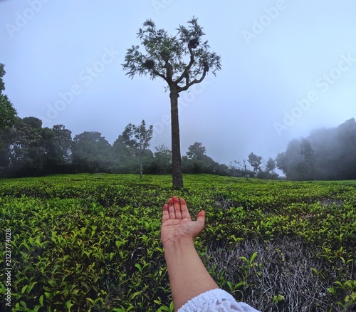 Obraz na plátne Hand Reaching Toward a Lone Tree in a Misty Tea Plantation, Coonoor, Tamil Nadu,