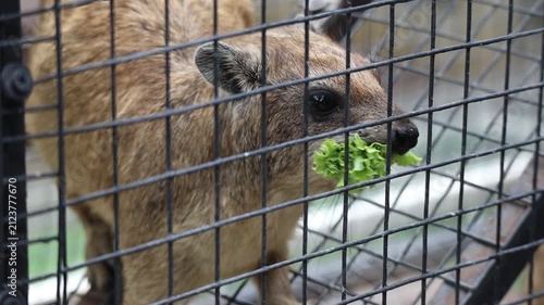 Rock Hyrax Being Fed Lettuce with Tongs in an Enclosure
