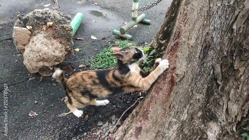 A calico cat is scratching the tree bark.